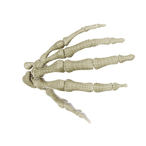 Hand Skeleton 3D Model – High Poly Anatomical Model, FBX, OBJ - View 8