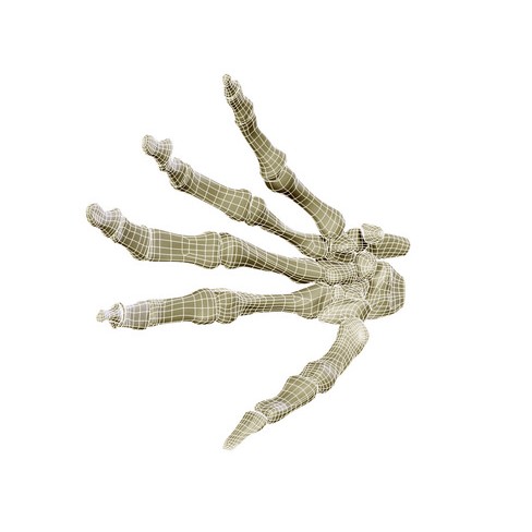 Hand Skeleton 3D Model – High Poly Anatomical Model, FBX, OBJ - View 9
