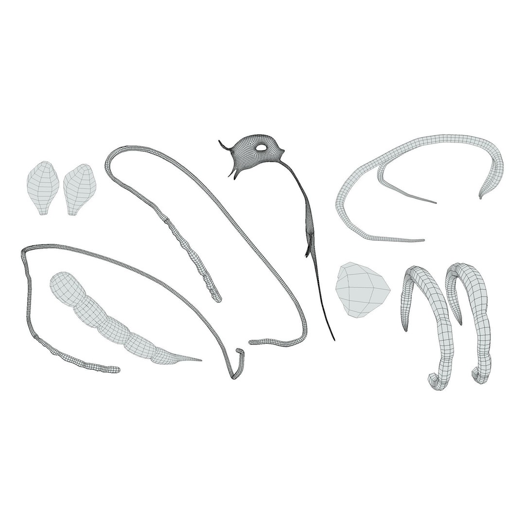 Limbic System Anatomy 3D Model – PBR Character Asset, FBX, OBJ