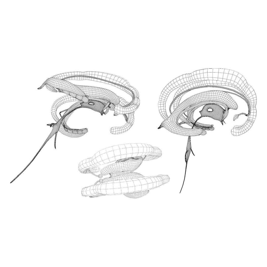 Limbic System Anatomy 3D Model – PBR Character Asset, FBX, OBJ - View 10