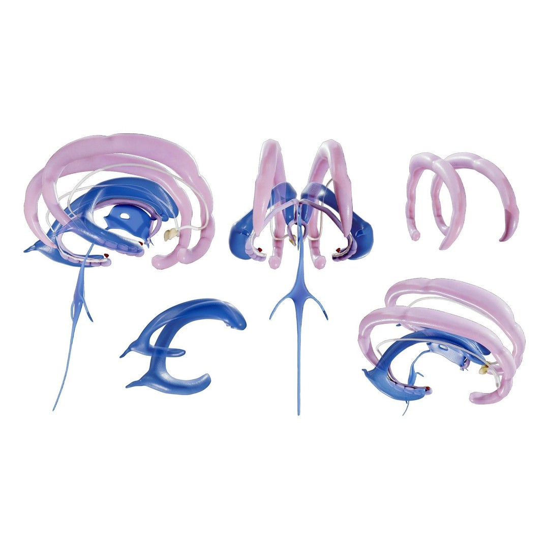 Limbic System Anatomy 3D Model – PBR Character Asset, FBX, OBJ - View 3