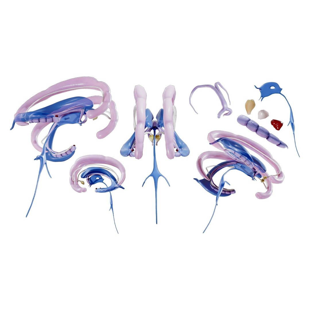 Limbic System Anatomy 3D Model – PBR Character Asset, FBX, OBJ - View 4