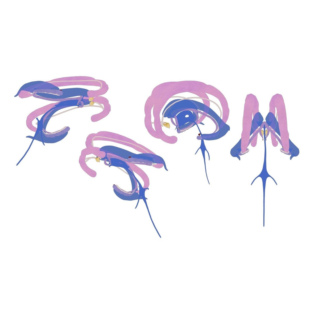 Limbic System Anatomy 3D Model – PBR Character Asset, FBX, OBJ - View 5