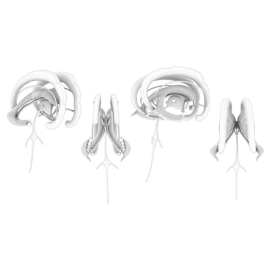 Limbic System Anatomy 3D Model – PBR Character Asset, FBX, OBJ - View 6