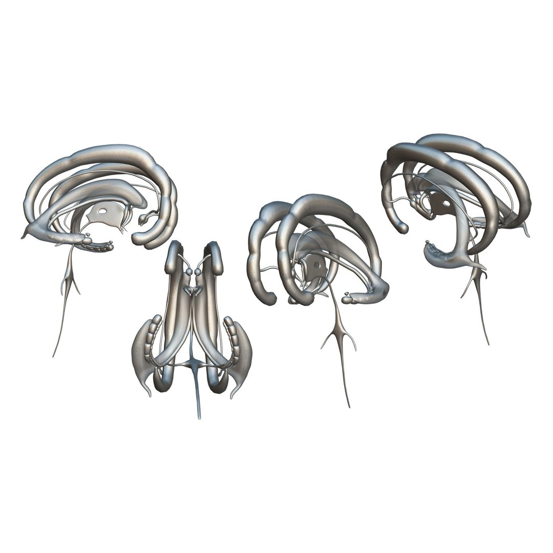 Limbic System Anatomy 3D Model – PBR Character Asset, FBX, OBJ - View 7