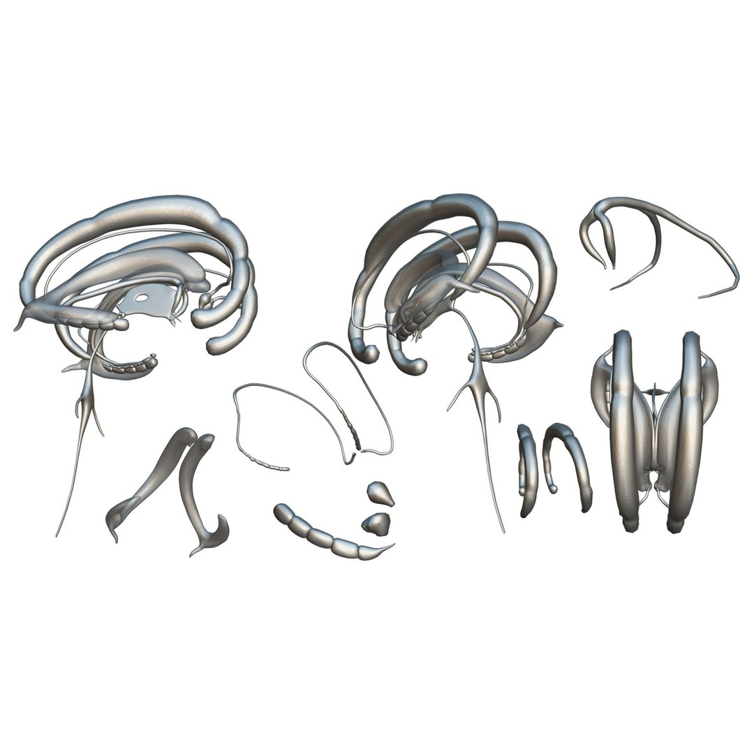 Limbic System Anatomy 3D Model – PBR Character Asset, FBX, OBJ - View 8