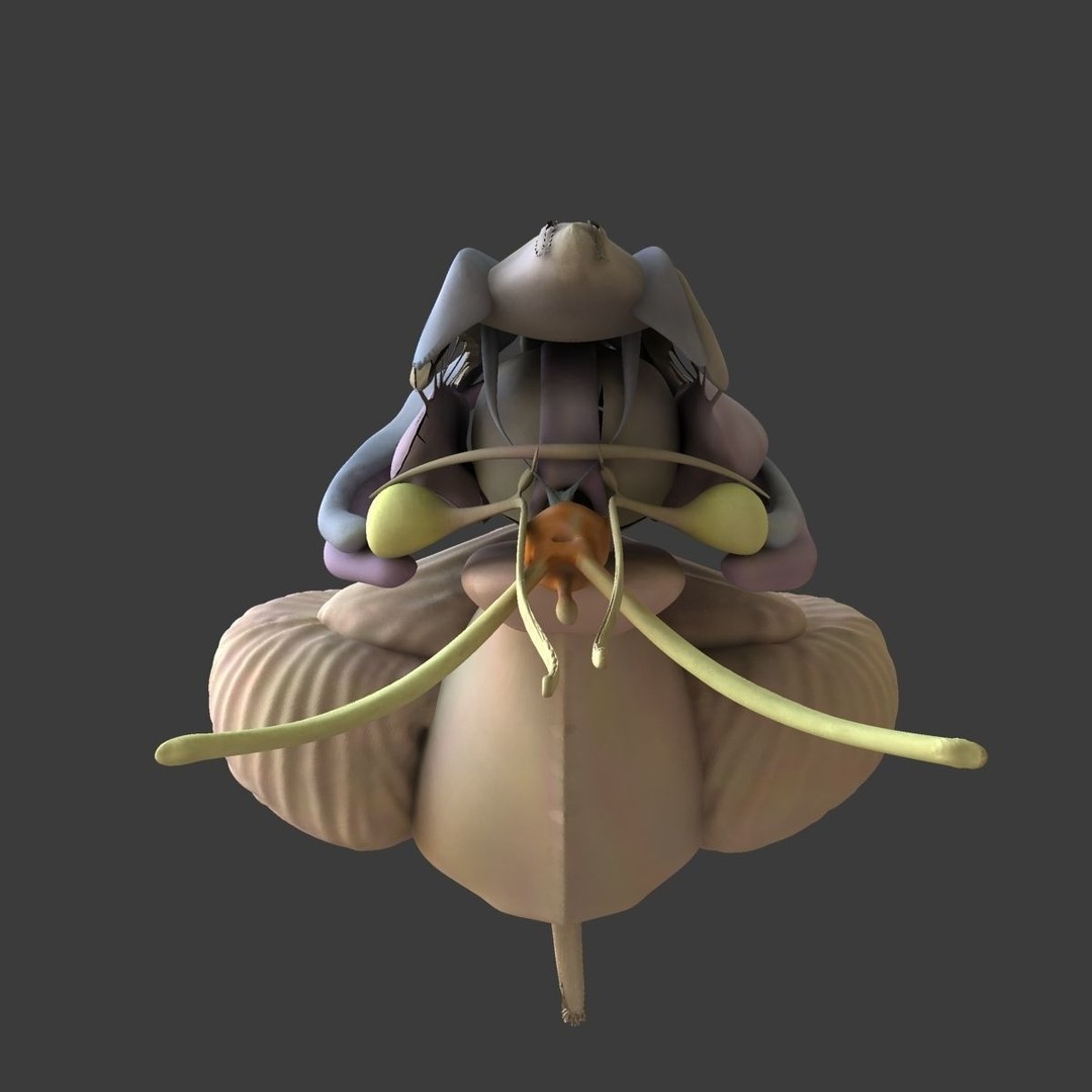 Detailed Human Brain 3D Model – High Poly Anatomy Asset, FBX/OBJ - View 10