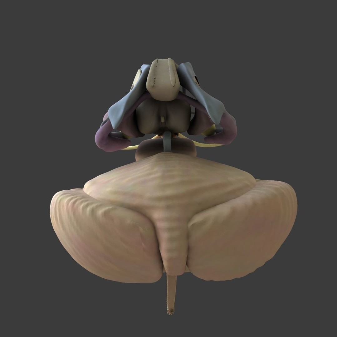 Detailed Human Brain 3D Model – High Poly Anatomy Asset, FBX/OBJ - View 12