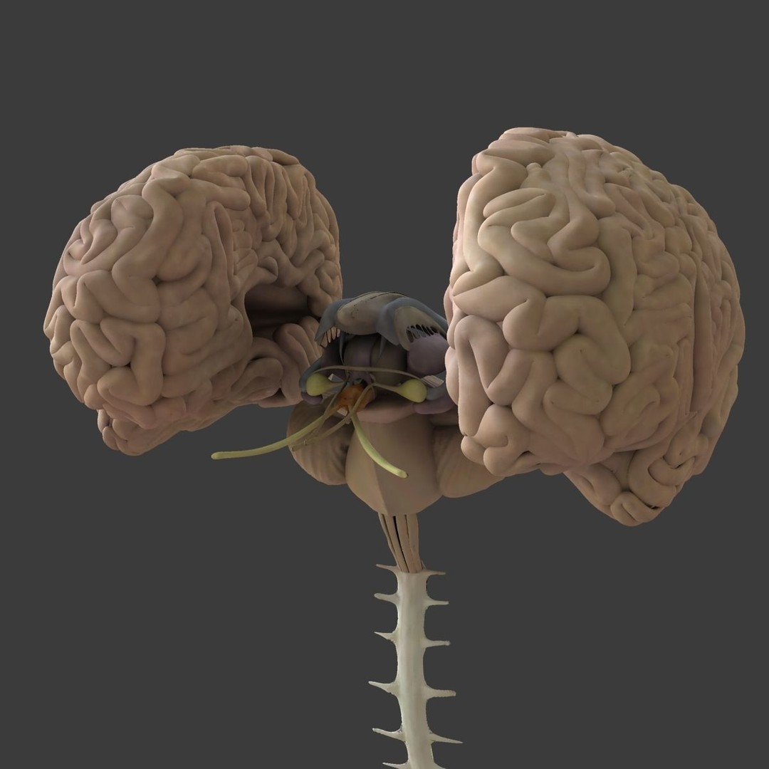 Detailed Human Brain 3D Model – High Poly Anatomy Asset, FBX/OBJ - View 13