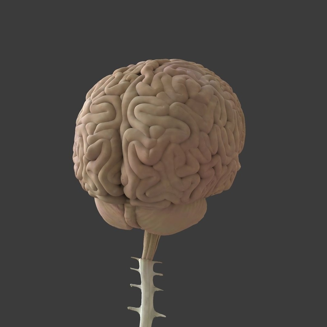 Detailed Human Brain 3D Model – High Poly Anatomy Asset, FBX/OBJ - View 15