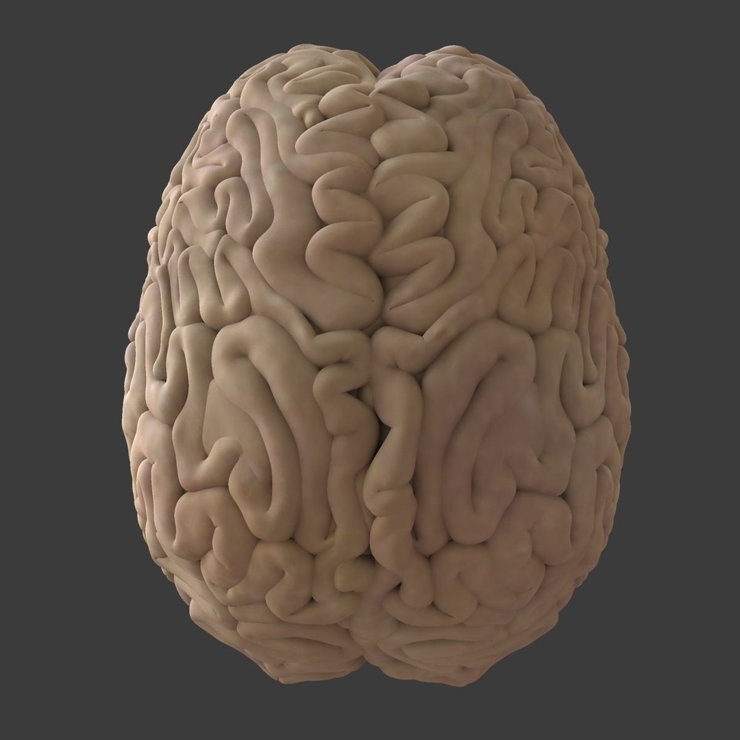 Detailed Human Brain 3D Model – High Poly Anatomy Asset, FBX/OBJ - View 16