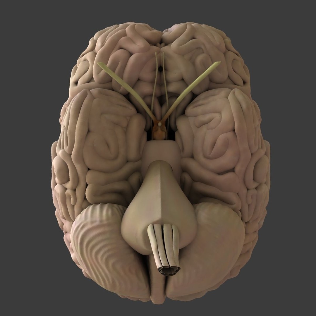 Detailed Human Brain 3D Model – High Poly Anatomy Asset, FBX/OBJ - View 17