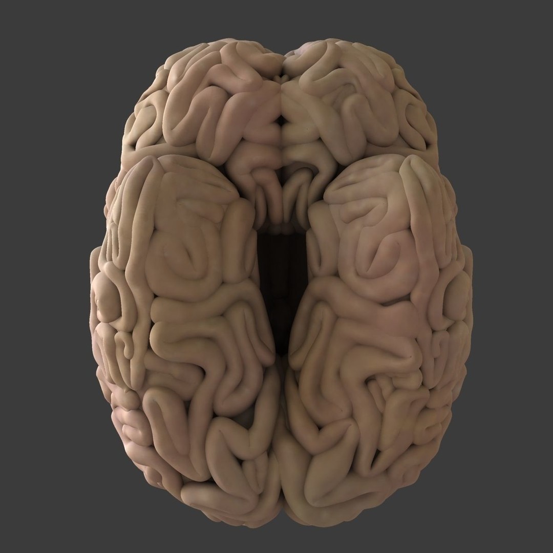 Detailed Human Brain 3D Model – High Poly Anatomy Asset, FBX/OBJ - View 18