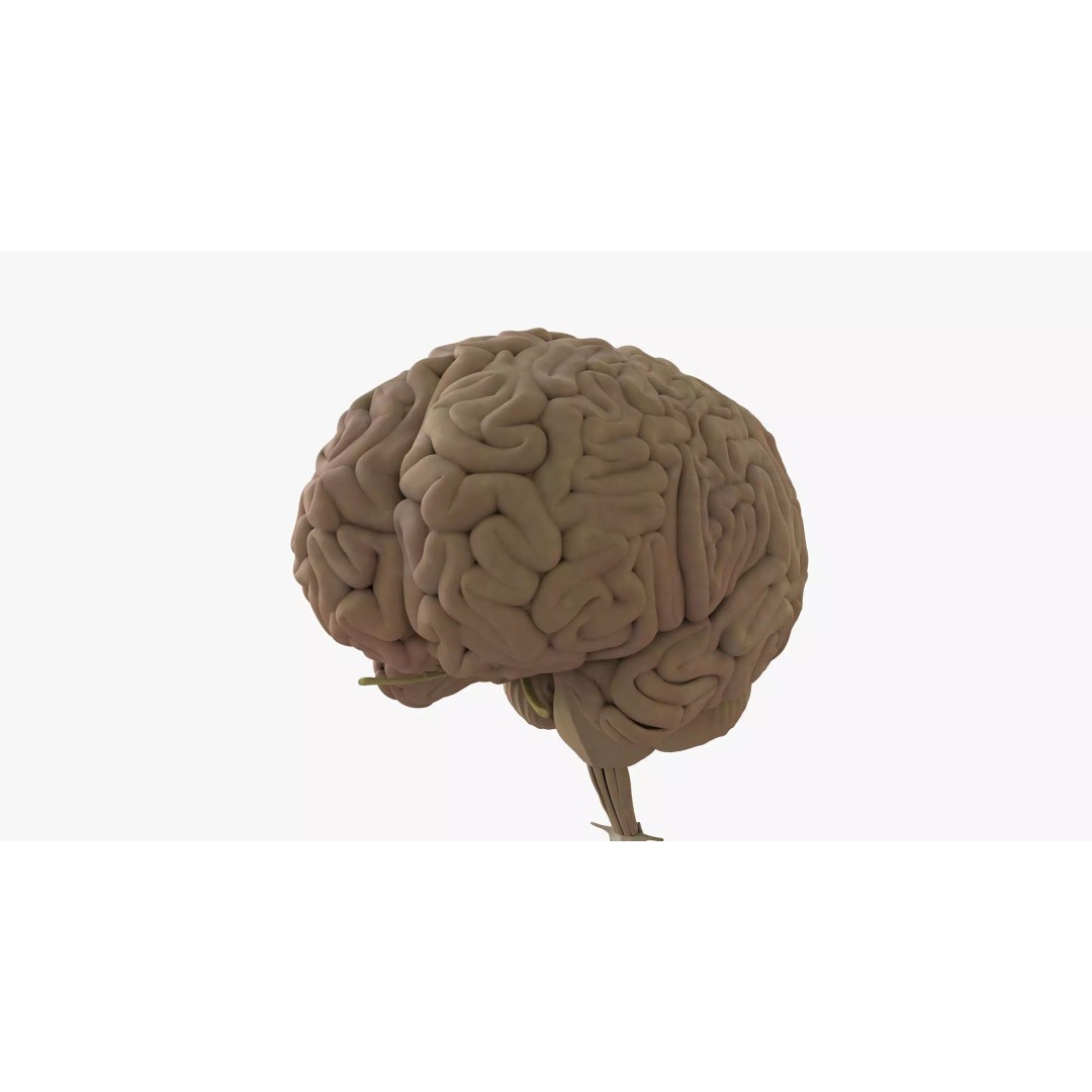 Detailed Human Brain 3D Model – High Poly Anatomy Asset, FBX/OBJ - View 2