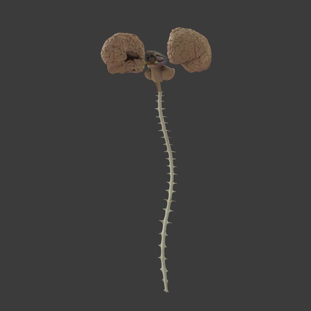 Detailed Human Brain 3D Model – High Poly Anatomy Asset, FBX/OBJ - View 20