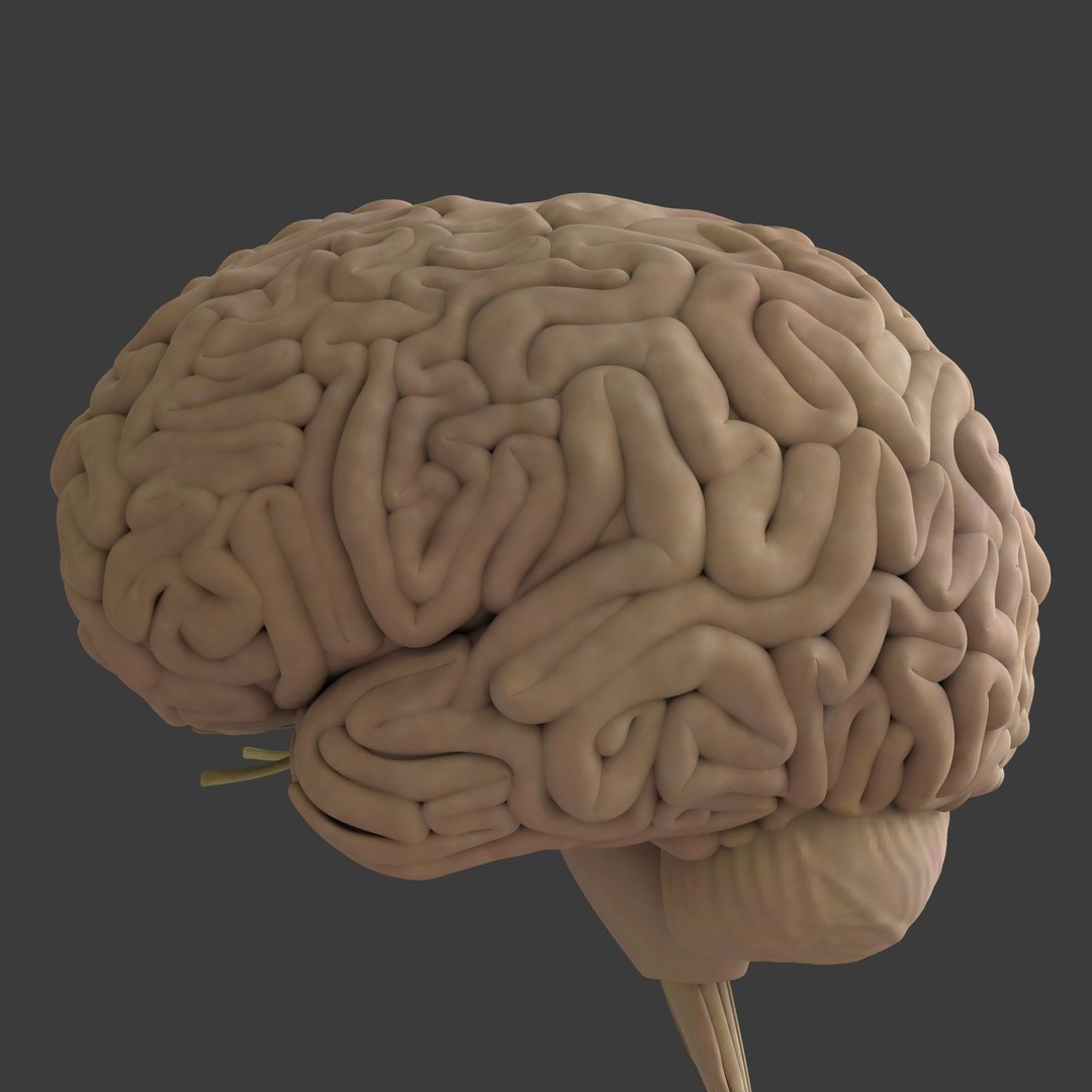 Detailed Human Brain 3D Model – High Poly Anatomy Asset, FBX/OBJ - View 21