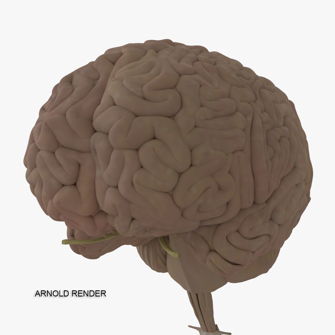 Detailed Human Brain 3D Model – High Poly Anatomy Asset, FBX/OBJ - View 22