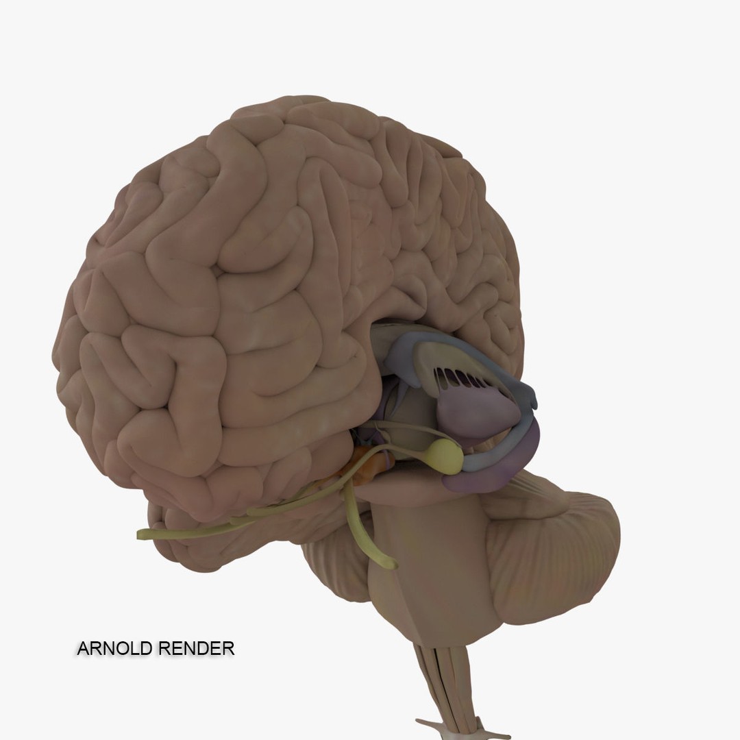 Detailed Human Brain 3D Model – High Poly Anatomy Asset, FBX/OBJ - View 23