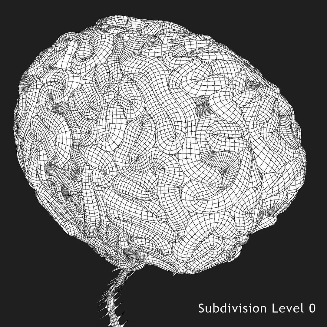 Detailed Human Brain 3D Model – High Poly Anatomy Asset, FBX/OBJ - View 25