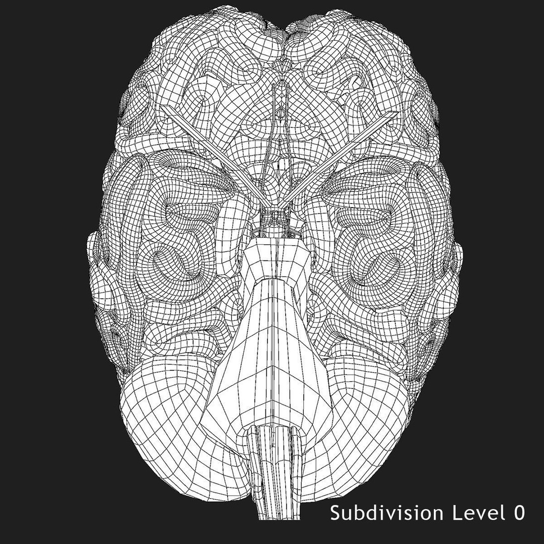 Detailed Human Brain 3D Model – High Poly Anatomy Asset, FBX/OBJ - View 26