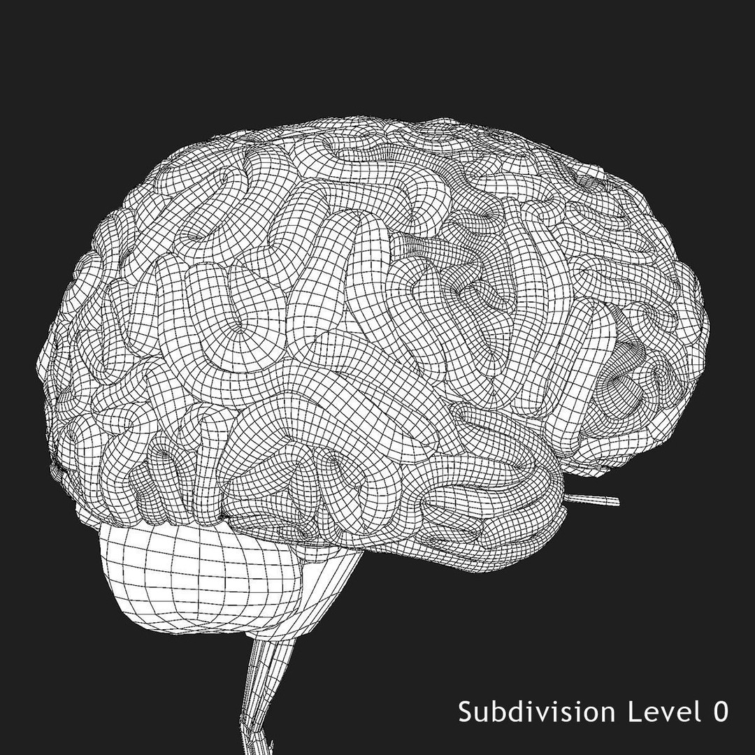 Detailed Human Brain 3D Model – High Poly Anatomy Asset, FBX/OBJ - View 27