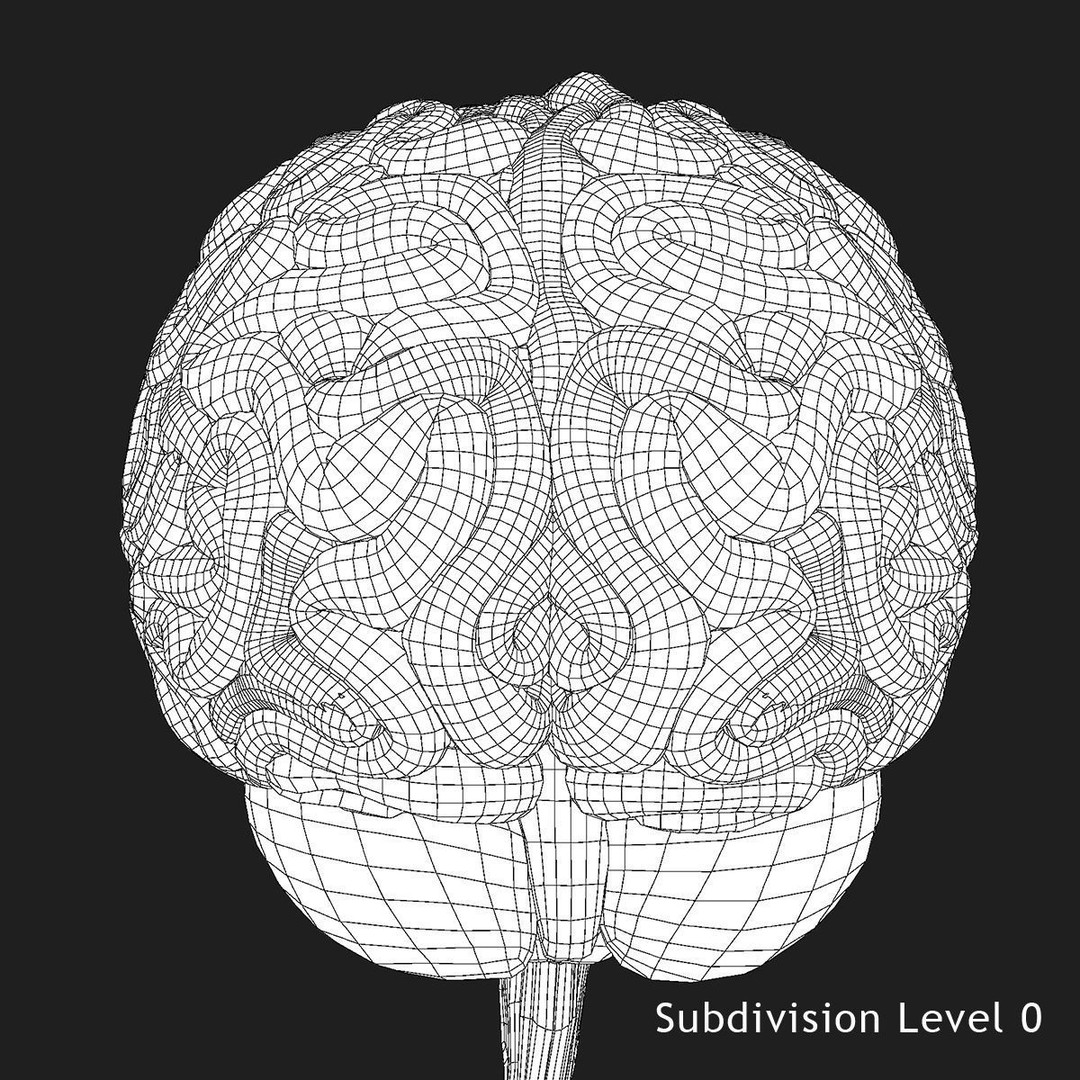 Detailed Human Brain 3D Model – High Poly Anatomy Asset, FBX/OBJ - View 28