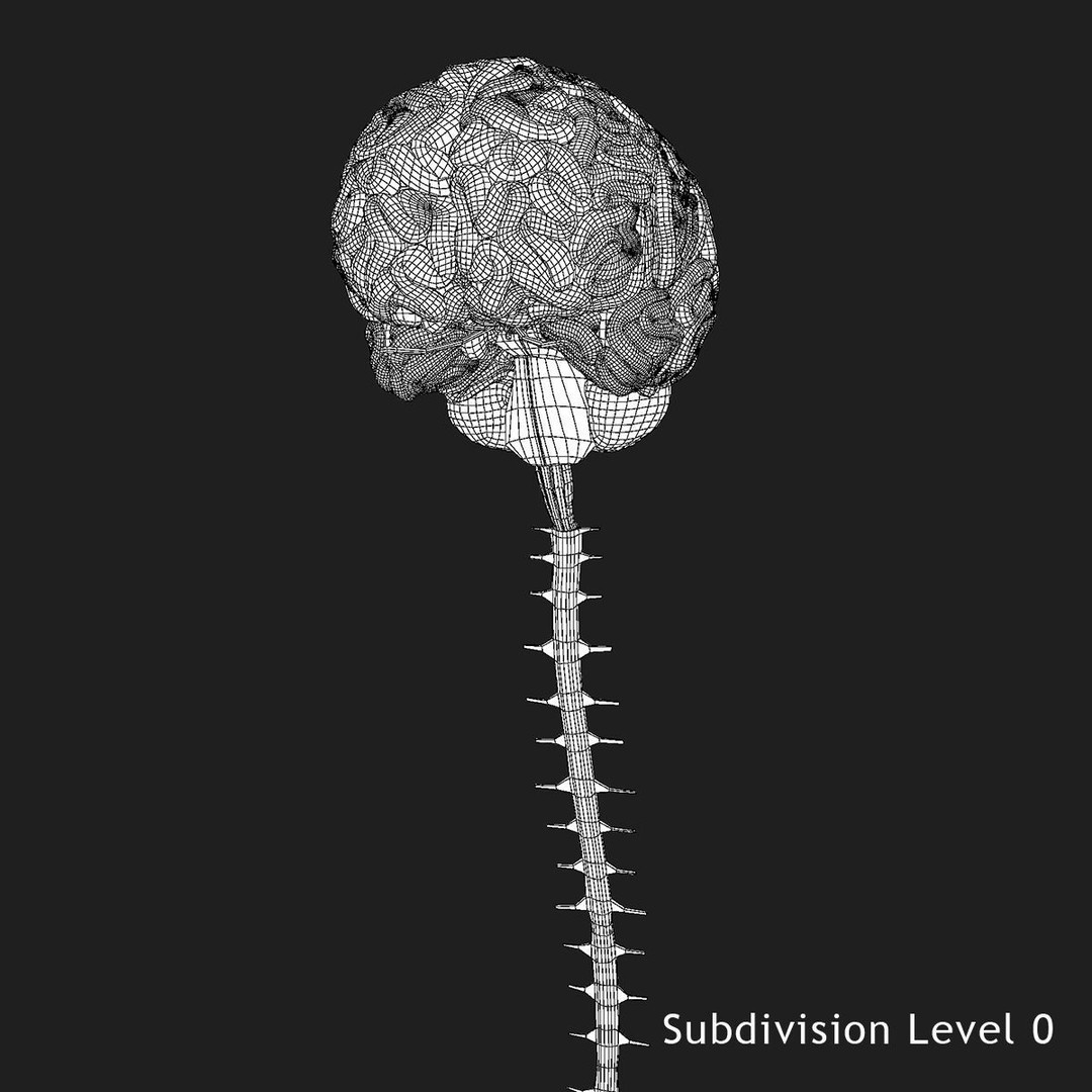 Detailed Human Brain 3D Model – High Poly Anatomy Asset, FBX/OBJ - View 29
