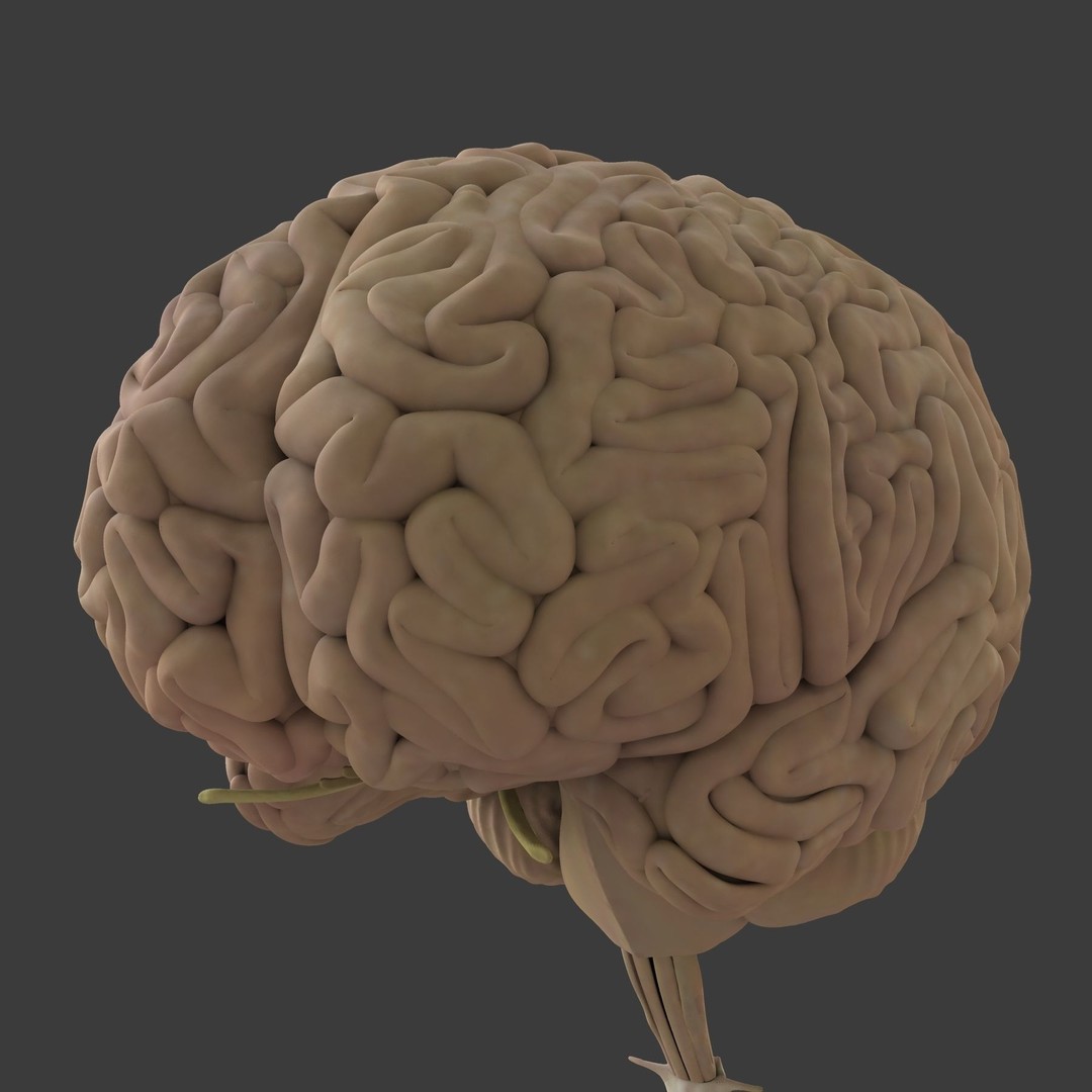 Detailed Human Brain 3D Model – High Poly Anatomy Asset, FBX/OBJ - View 3