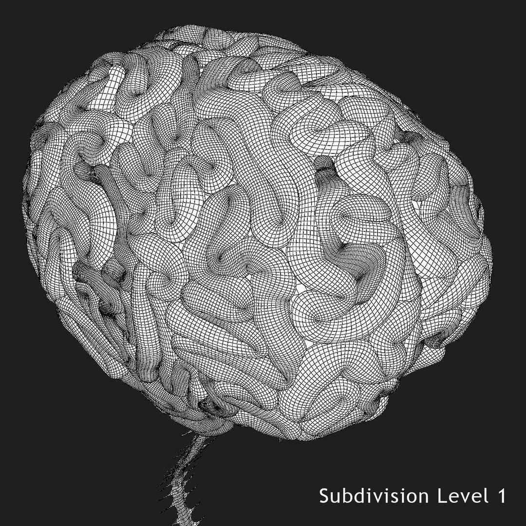 Detailed Human Brain 3D Model – High Poly Anatomy Asset, FBX/OBJ - View 31