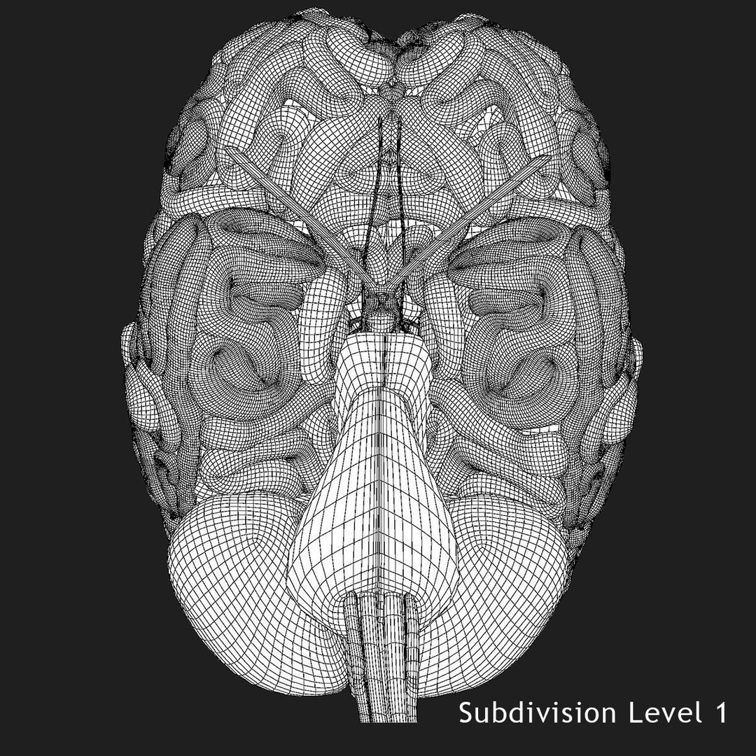 Detailed Human Brain 3D Model – High Poly Anatomy Asset, FBX/OBJ - View 32
