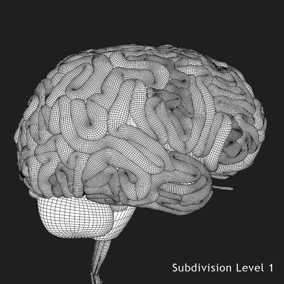 Detailed Human Brain 3D Model – High Poly Anatomy Asset, FBX/OBJ - View 33