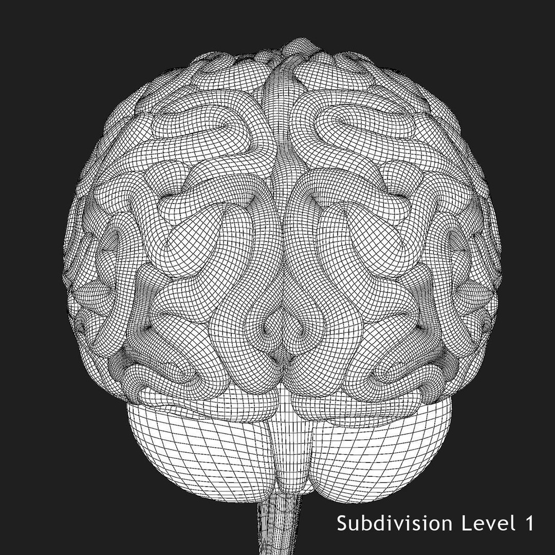 Detailed Human Brain 3D Model – High Poly Anatomy Asset, FBX/OBJ - View 34