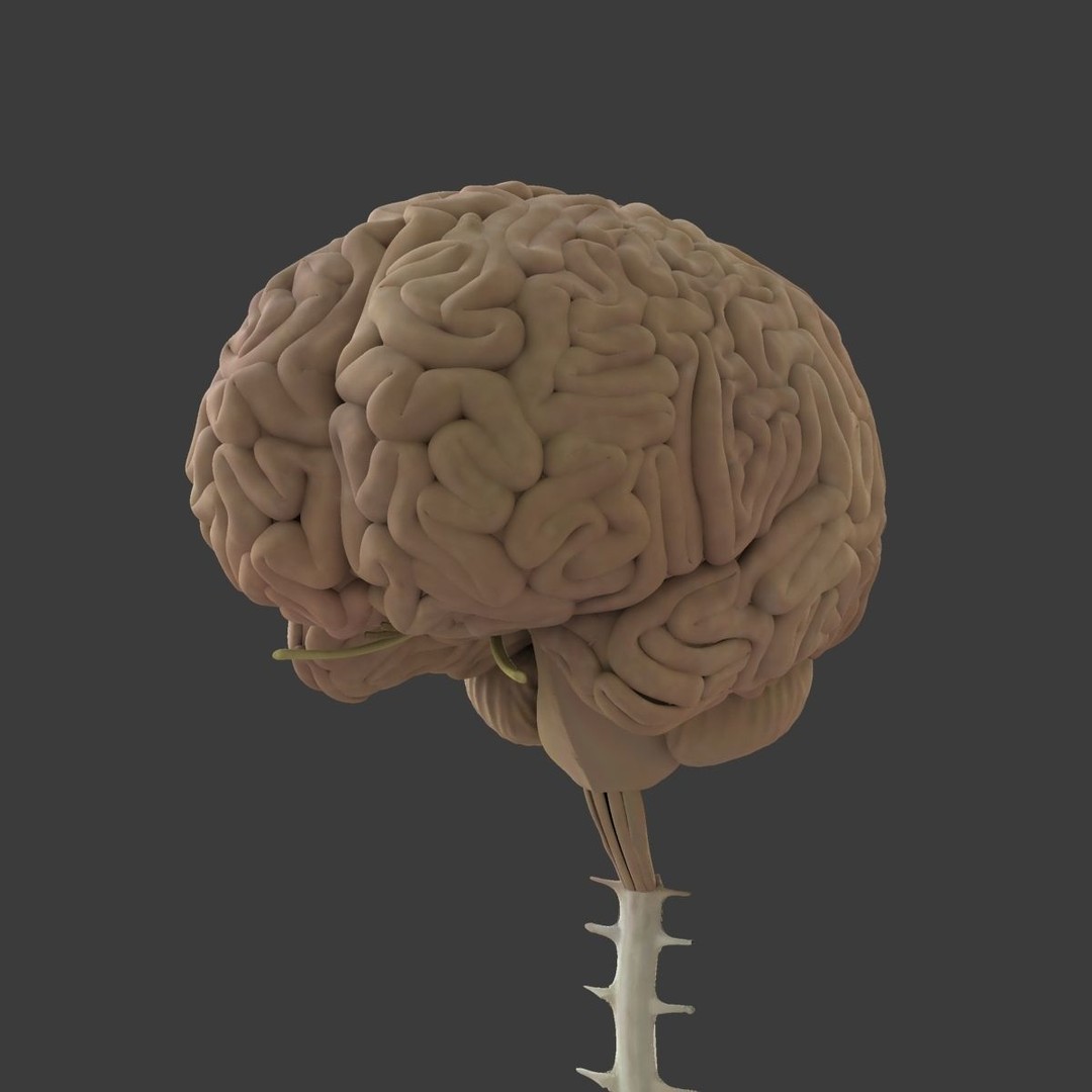 Detailed Human Brain 3D Model – High Poly Anatomy Asset, FBX/OBJ - View 5