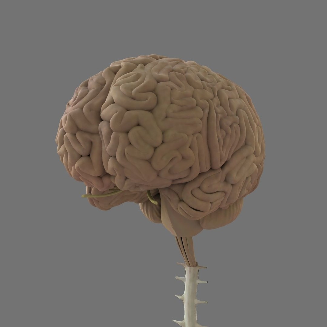 Detailed Human Brain 3D Model – High Poly Anatomy Asset, FBX/OBJ - View 6