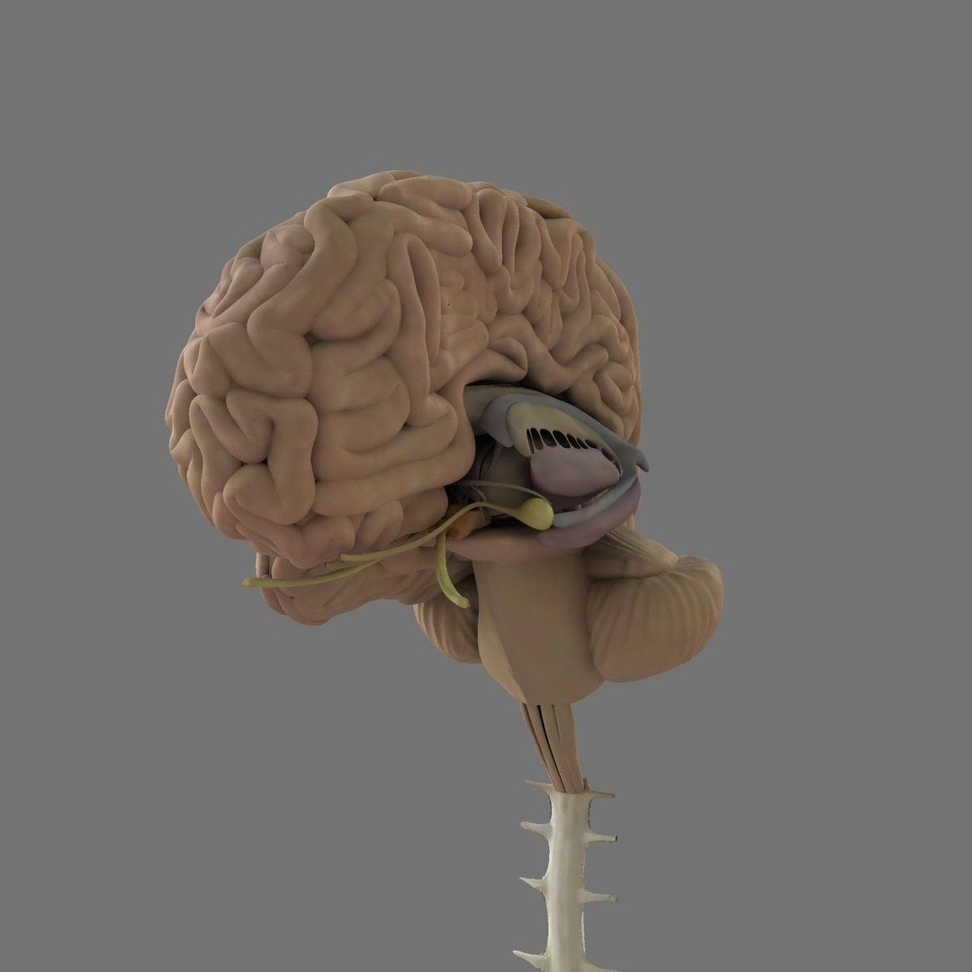 Detailed Human Brain 3D Model – High Poly Anatomy Asset, FBX/OBJ - View 7