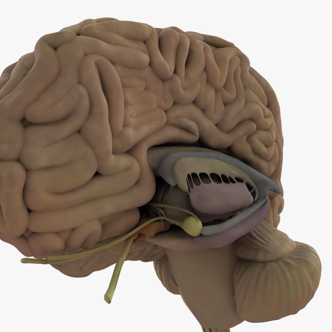 Detailed Human Brain 3D Model – High Poly Anatomy Asset, FBX/OBJ - View 8