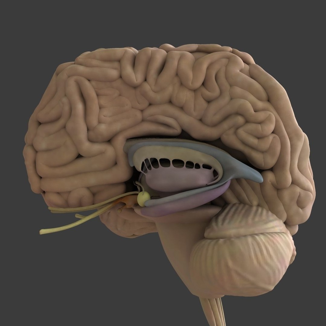 Detailed Human Brain 3D Model – High Poly Anatomy Asset, FBX/OBJ - View 9