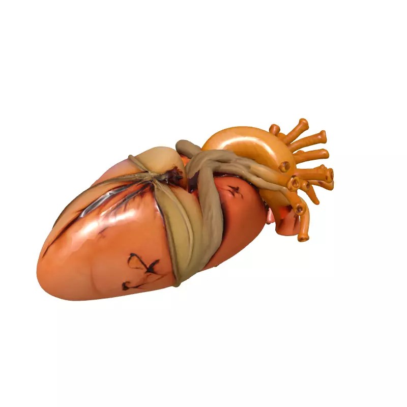 Stylized Human Heart 3D Model – Low Poly Gothic Asset, FBX, PBR - View 4