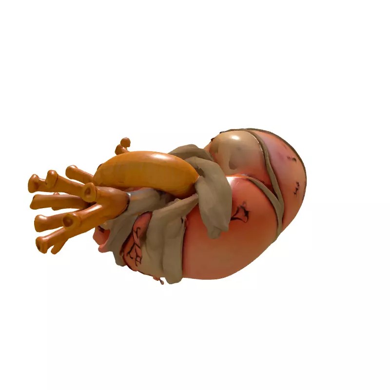 Stylized Human Heart 3D Model – Low Poly Gothic Asset, FBX, PBR - View 8