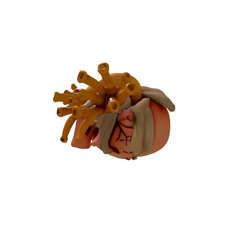 Stylized Human Heart 3D Model – Low Poly Gothic Asset, FBX, PBR - View 9