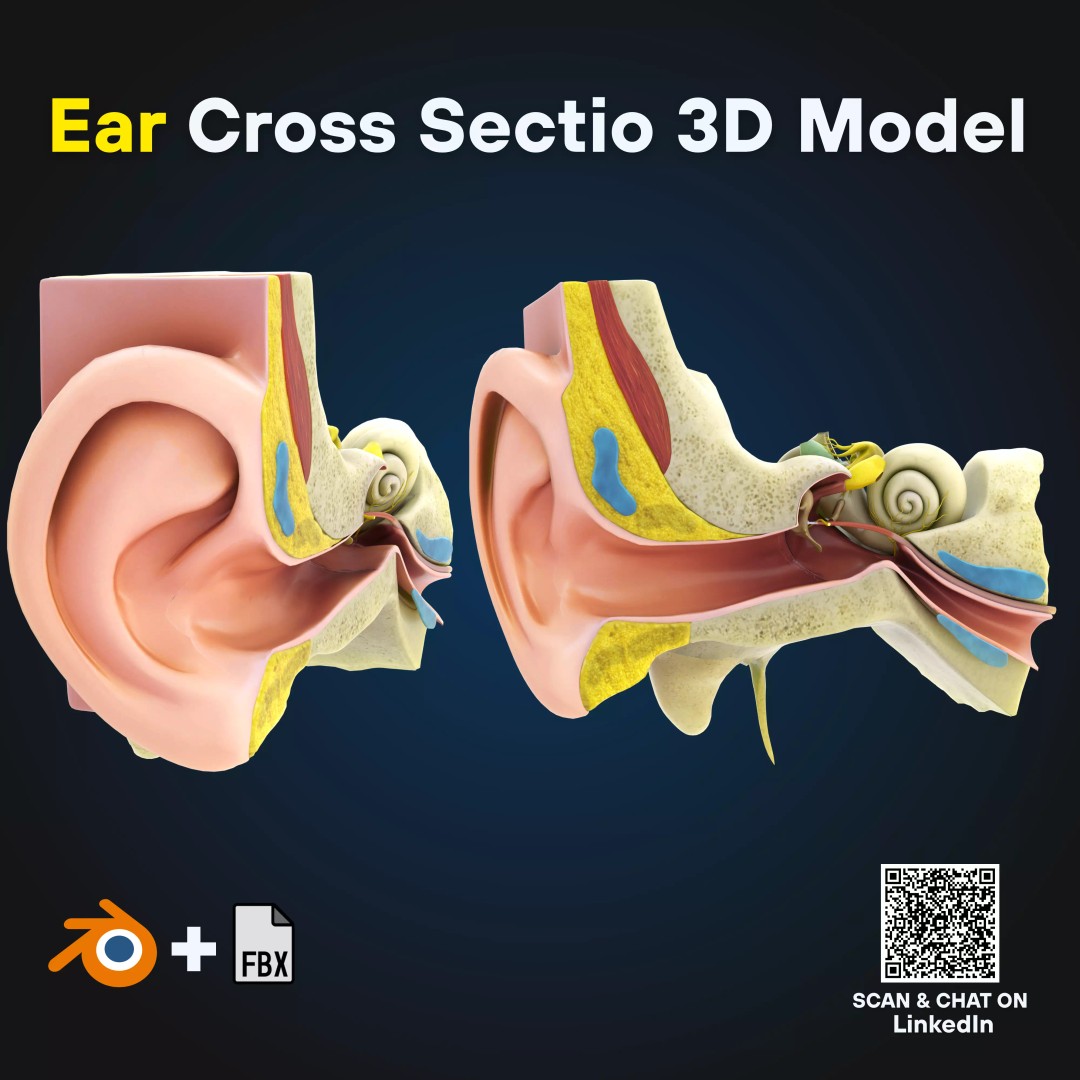 Human Ear Anatomy 3D Model – Detailed Cross Section for Education, FBX - View 2