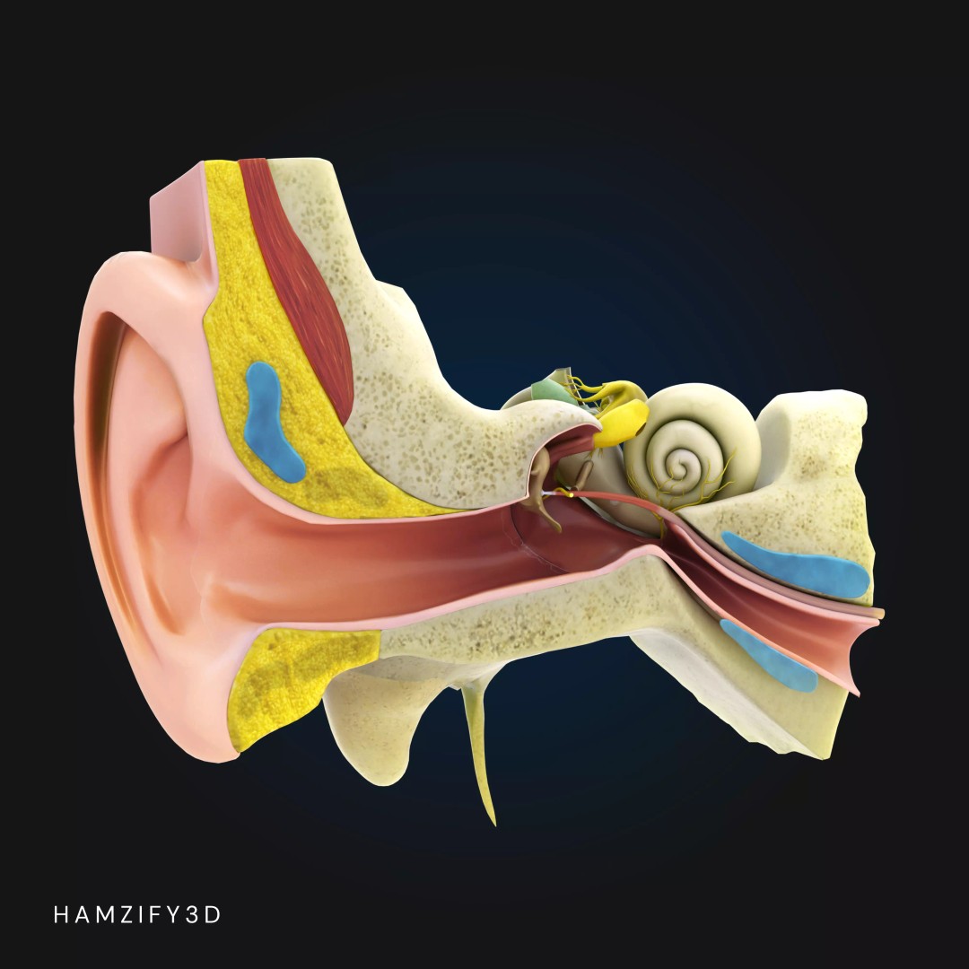 Human Ear Anatomy 3D Model – Detailed Cross Section for Education, FBX - View 3
