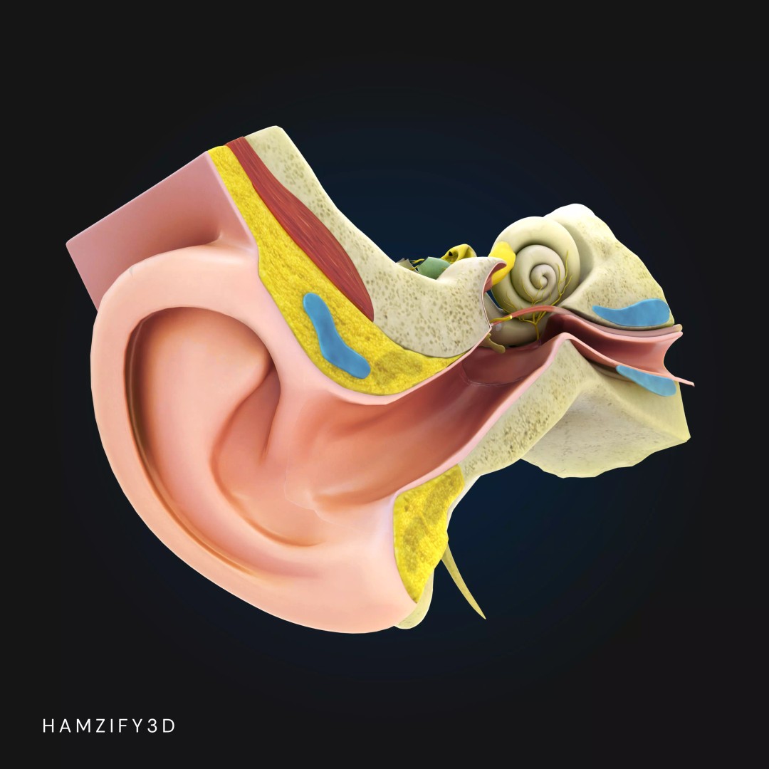 Human Ear Anatomy 3D Model – Detailed Cross Section for Education, FBX - View 4