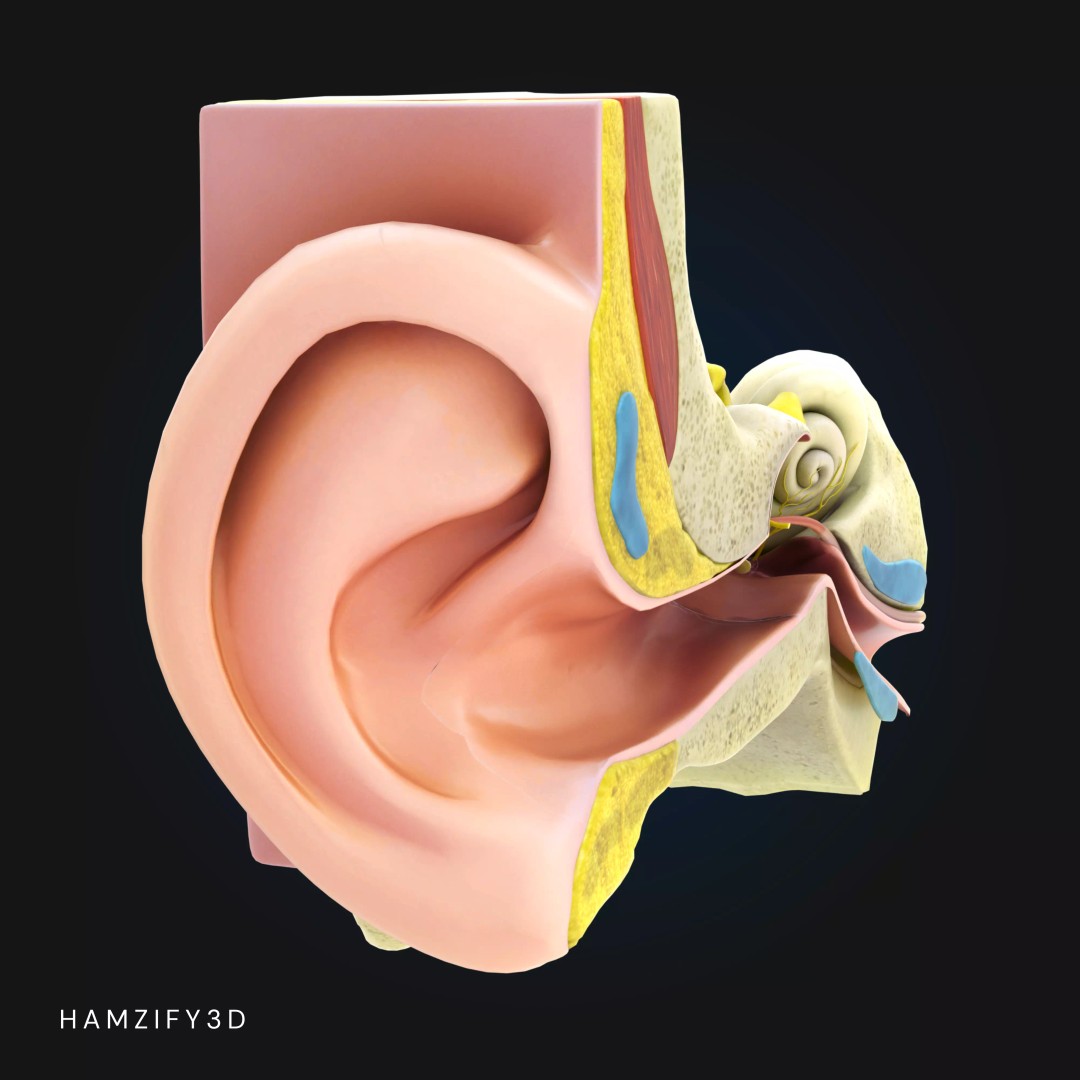 Human Ear Anatomy 3D Model – Detailed Cross Section for Education, FBX - View 5