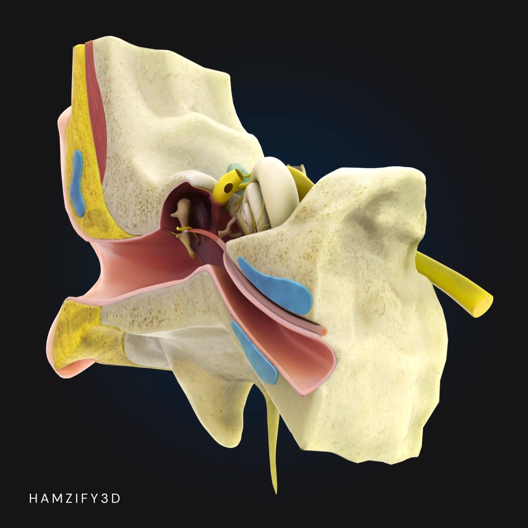 Human Ear Anatomy 3D Model – Detailed Cross Section for Education, FBX - View 6