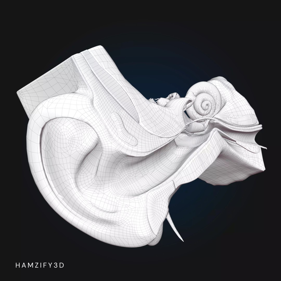 Human Ear Anatomy 3D Model – Detailed Cross Section for Education, FBX - View 8