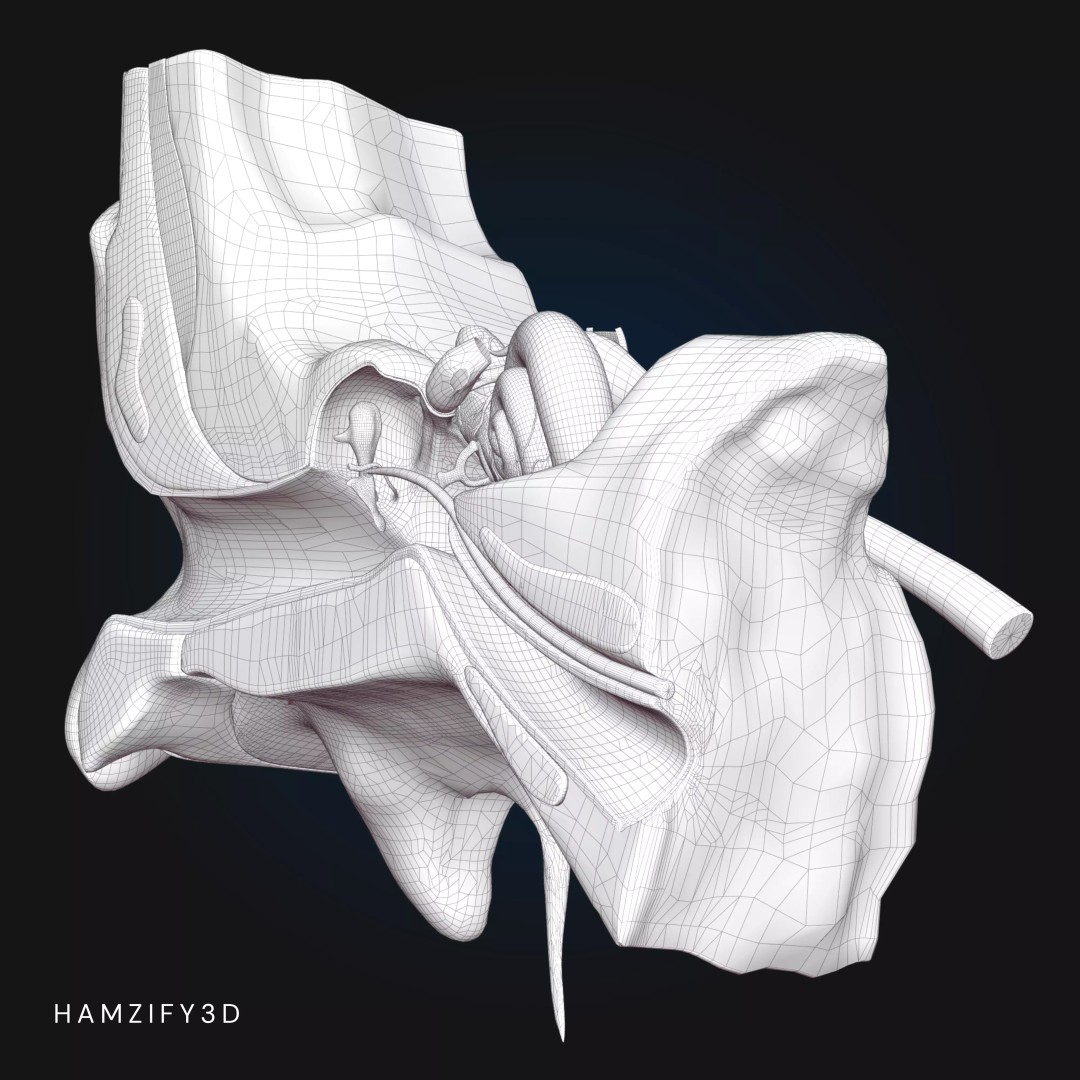 Human Ear Anatomy 3D Model – Detailed Cross Section for Education, FBX - View 9