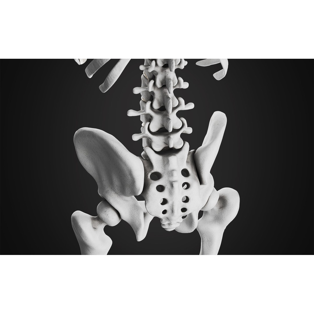 Anatomical Male Skeleton 3D Model – High Poly ZBrush Character, FBX