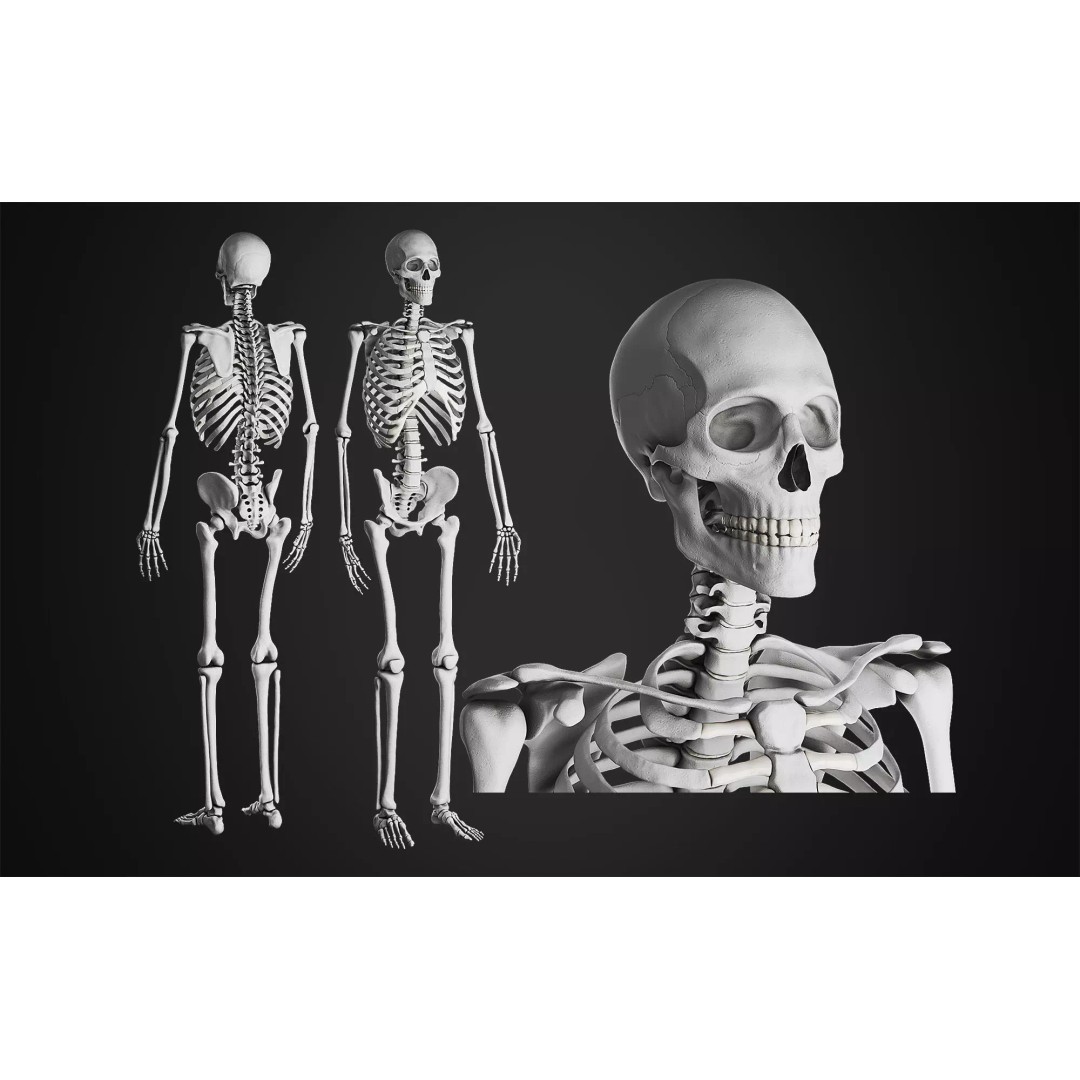 Anatomical Male Skeleton 3D Model – High Poly ZBrush Character, FBX - View 2