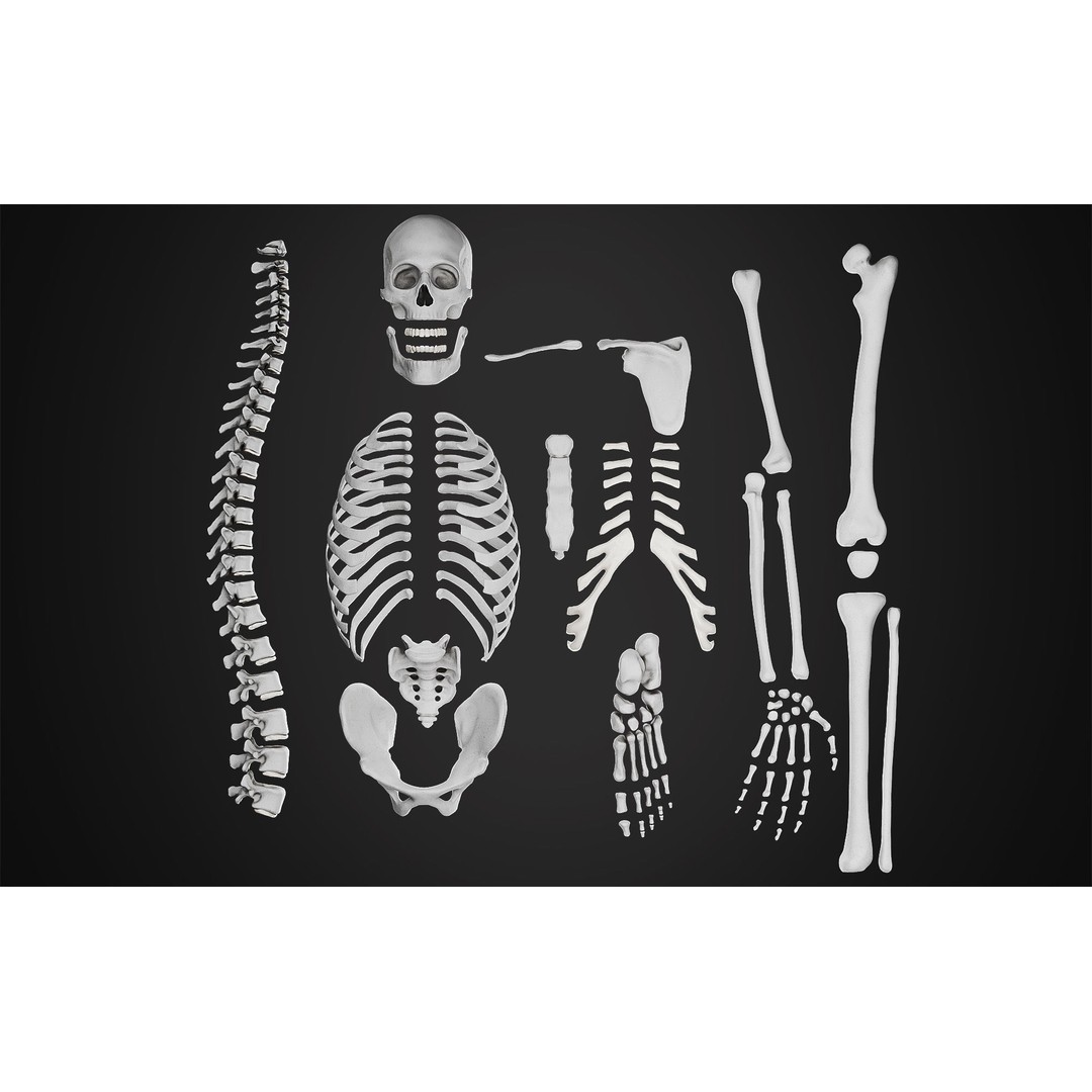 Anatomical Male Skeleton 3D Model – High Poly ZBrush Character, FBX - View 4